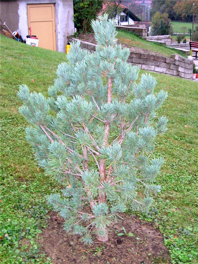Pinus sylvestris 